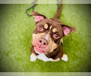 Mutt Dogs for adoption in Orlando, FL, USA
