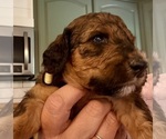 Small Photo #34 Bernedoodle Puppy For Sale in MOULTON, AL, USA