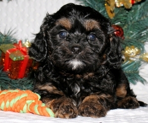 Cavapoo Puppy for sale in SHIPSHEWANA, IN, USA
