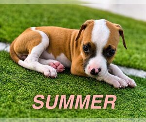 American Staffordshire Terrier-Unknown Mix Dogs for adoption in Jefferson, NJ, USA