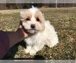 Small Photo #4 Maltipoo Puppy For Sale in IRVINGTON, KY, USA