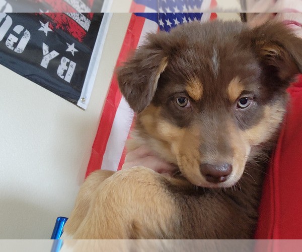 Medium Photo #1 Australian Shepherd Puppy For Sale in FLORENCE, CO, USA