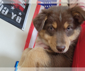 Australian Shepherd Puppy for Sale in FLORENCE, Colorado USA