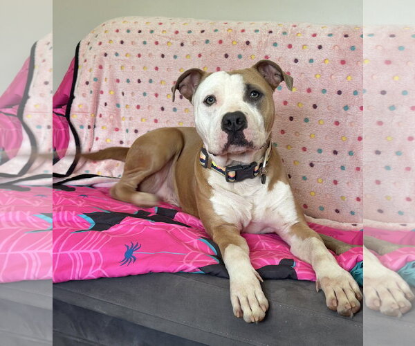 Medium Photo #2 American Pit Bull Terrier-Unknown Mix Puppy For Sale in Rockaway, NJ, USA