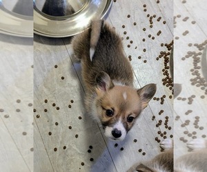 Pembroke Welsh Corgi Puppy for sale in VANCOUVER, WA, USA