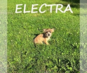 Carkie Puppy for sale in HARTLAND, MN, USA