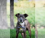 Small #37 Labrador Retriever Mix