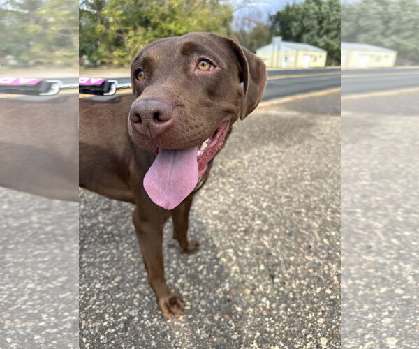 Medium Photo #1 Chocolate Labrador retriever-Unknown Mix Puppy For Sale in Princeton, MN, USA