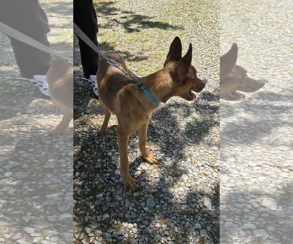 Medium Photo #4 Mutt Puppy For Sale in Rustburg, VA, USA