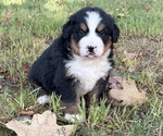 Small #2 Bernese Mountain Dog