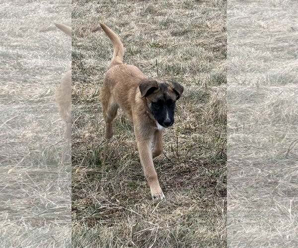 Medium Photo #23 German Shepherd Dog Puppy For Sale in Seattle, WA, USA