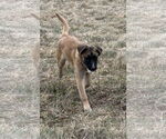 Small #22 German Shepherd Dog