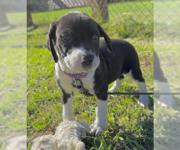 Medium Photo #1 Bulldog-Unknown Mix Puppy For Sale in Tarrytown, GA, USA