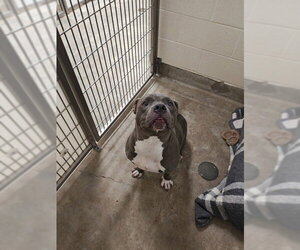 Mutt Dogs for adoption in Jackson, CA, USA