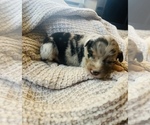 Small Photo #13 Miniature Australian Shepherd Puppy For Sale in TONASKET, WA, USA