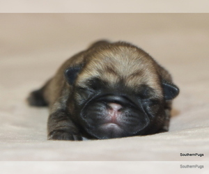 Pug Litter for sale in WINNSBORO, TX, USA