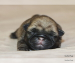 Image preview for Ad Listing. Nickname: Litter of 2