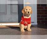 Small Photo #10 Goldendoodle Puppy For Sale in NEW BERN, NC, USA