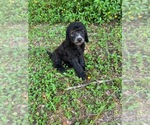Small Photo #3 Labradoodle-Poodle (Standard) Mix Puppy For Sale in DELTONA, FL, USA
