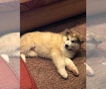 Small Photo #4 Alaskan Malamute Puppy For Sale in HENNESSEY, OK, USA