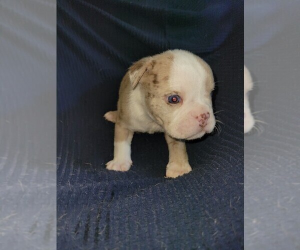 Medium Photo #6 Olde English Bulldogge Puppy For Sale in HAMLER, OH, USA