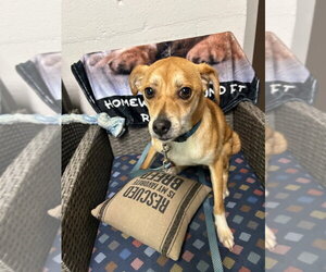 Chihuahua-Unknown Mix Dogs for adoption in Ellijay, GA, USA