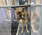 Small #40 German Shepherd Dog