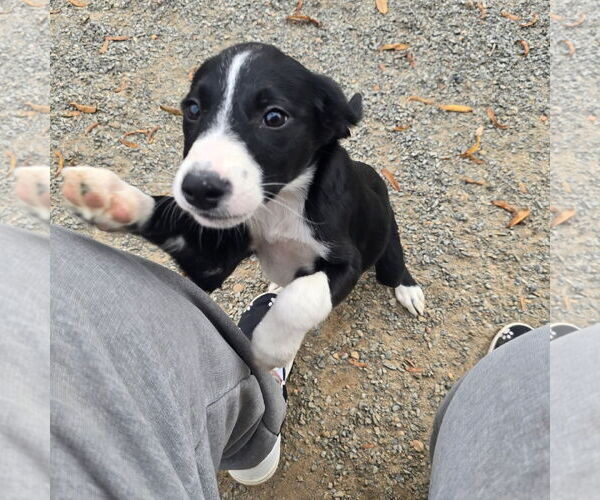 Medium Photo #5 Beagle-Border Collie Mix Puppy For Sale in Alexander, AR, USA