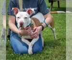 Small #4 American Staffordshire Terrier-Boxer Mix