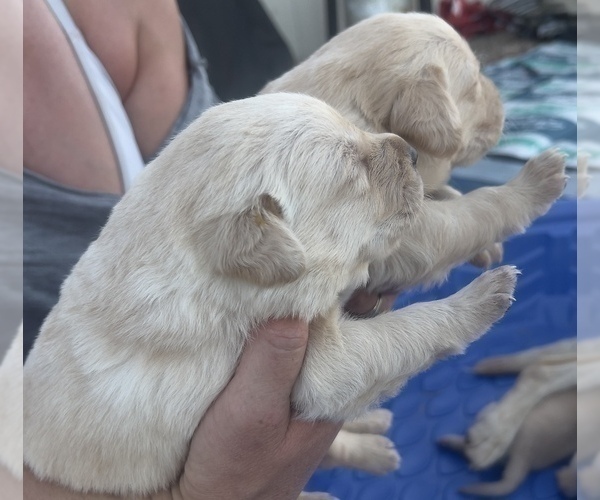 Medium Photo #11 Golden Labrador Puppy For Sale in BUCKEYE, AZ, USA