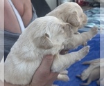 Small #10 Golden Labrador