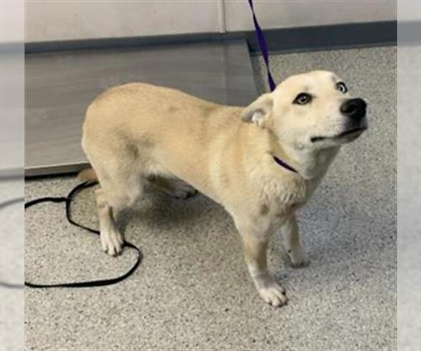 Medium Photo #1 Siberian Husky-Unknown Mix Puppy For Sale in Visalia, CA, USA