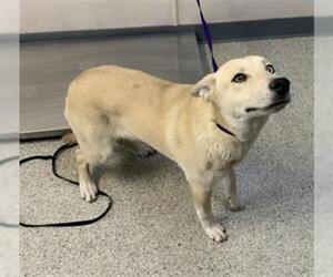 Siberian Husky-Unknown Mix Dogs for adoption in Visalia, CA, USA