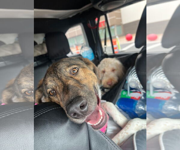 Medium Photo #3 Anatolian Shepherd-Unknown Mix Puppy For Sale in Chandler, AZ, USA