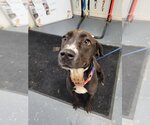 Small #3 American Pit Bull Terrier-Labrador Retriever Mix