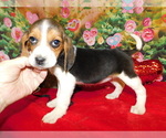 Small #1 Beagle