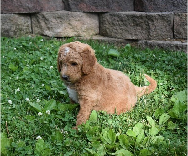 Medium Photo #3 Goldendoodle Puppy For Sale in MILLERSBURG, OH, USA