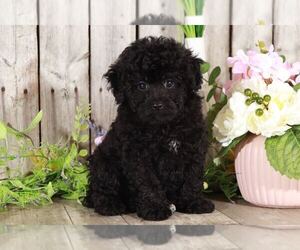 Medium Poodle (Miniature)