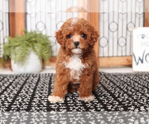 Bichpoo Puppy for sale in NAPLES, FL, USA