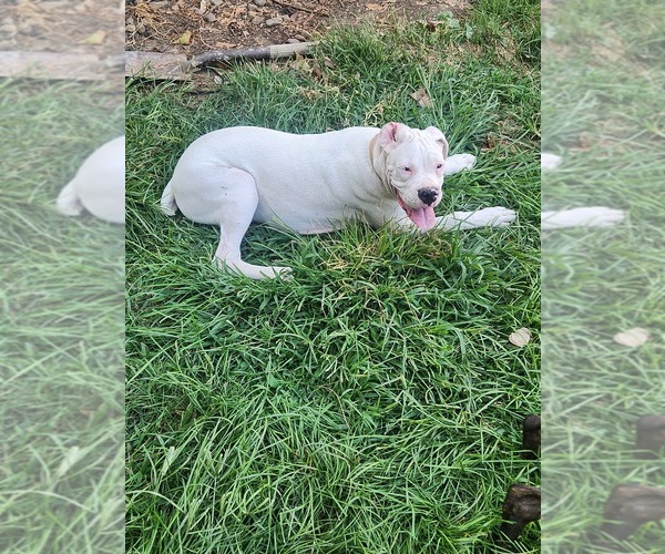 Medium Photo #2 Boxer Puppy For Sale in WINCHESTER, CA, USA