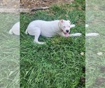 Small #1 Boxer