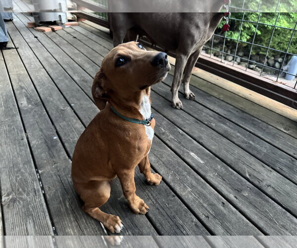 Medium Photo #3 Doberman Pinscher-Unknown Mix Puppy For Sale in Minneaoplis, MN, USA