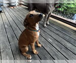 Small #2 Doberman Pinscher Mix