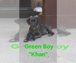 Small #2 Cane Corso