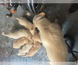 English Cream Golden Retriever-German Shepherd Dog Mix Puppy for sale in INDEPENDENCE, KY, USA