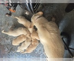 Small English Cream Golden Retriever-German Shepherd Dog Mix
