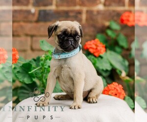 Pug Puppy for sale in ORRSTOWN, PA, USA