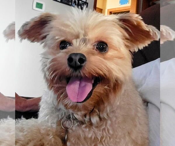 Medium Photo #6 Poodle (Miniature)-Unknown Mix Puppy For Sale in Greensboro, NC, USA