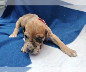 Great Dane Puppy for sale in ALVARADO, TX, USA