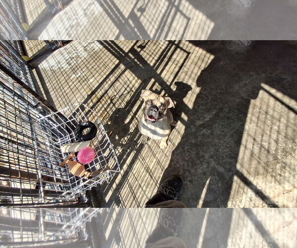 Medium Photo #2 Pug Puppy For Sale in Sebec, ME, USA